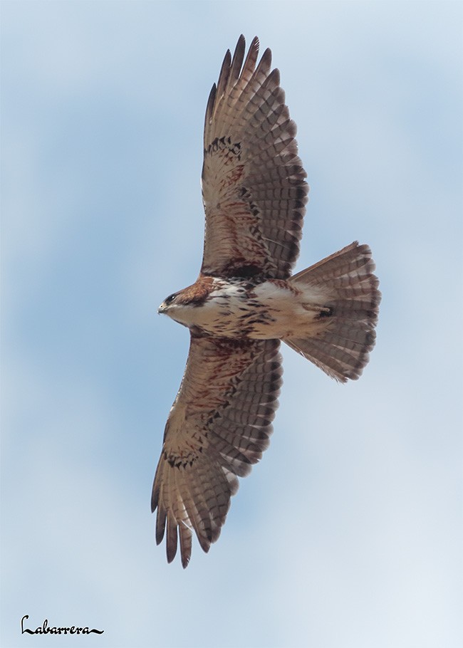 White-throated Hawk - ML612231809