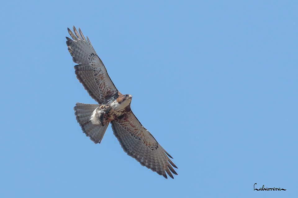 White-throated Hawk - ML612231810