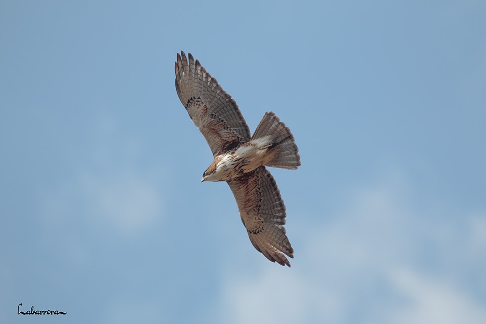 White-throated Hawk - Gonzalo Labarrera