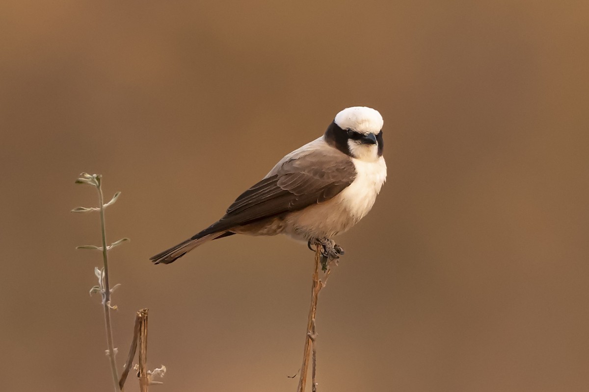 White-crowned Shrike - ML612231904