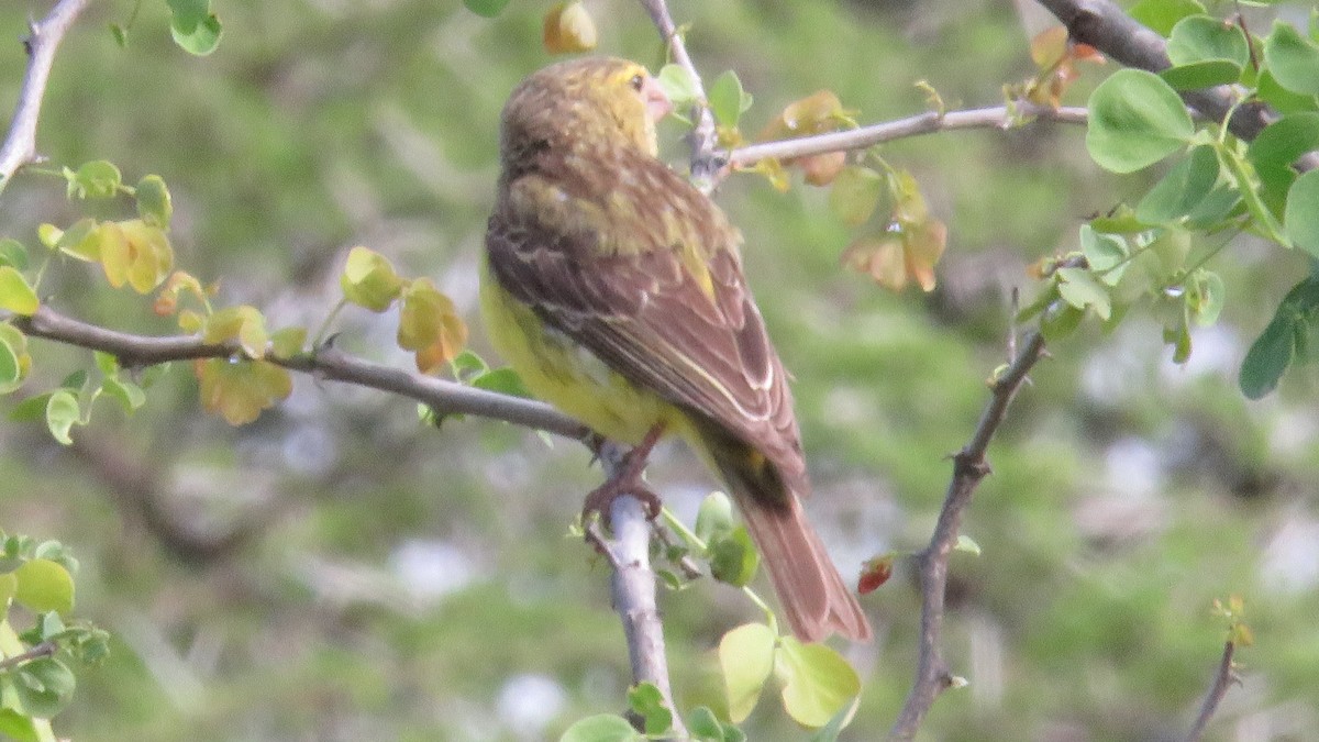 Southern Grosbeak-Canary - Felipe Rosado Romero