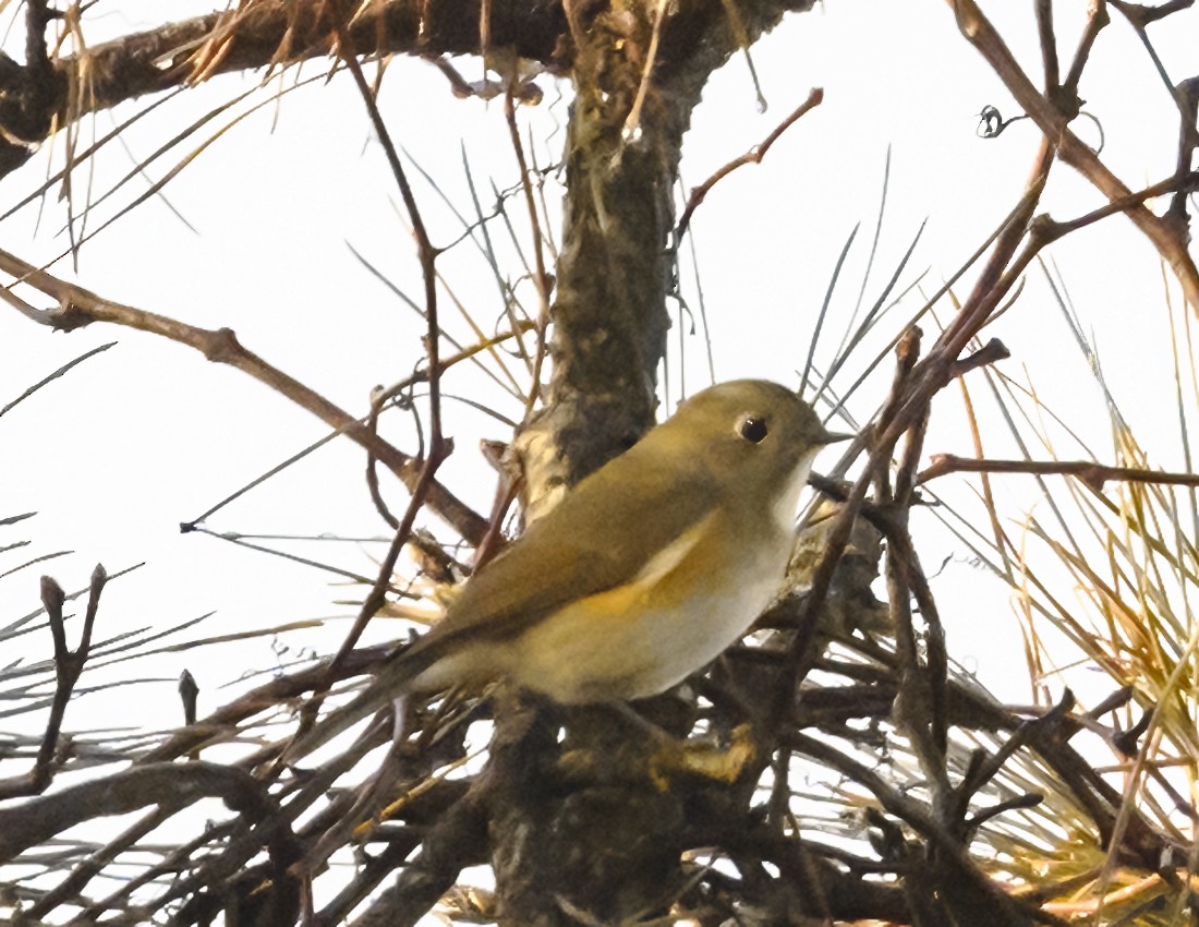 Red-flanked Bluetail - ML612232126