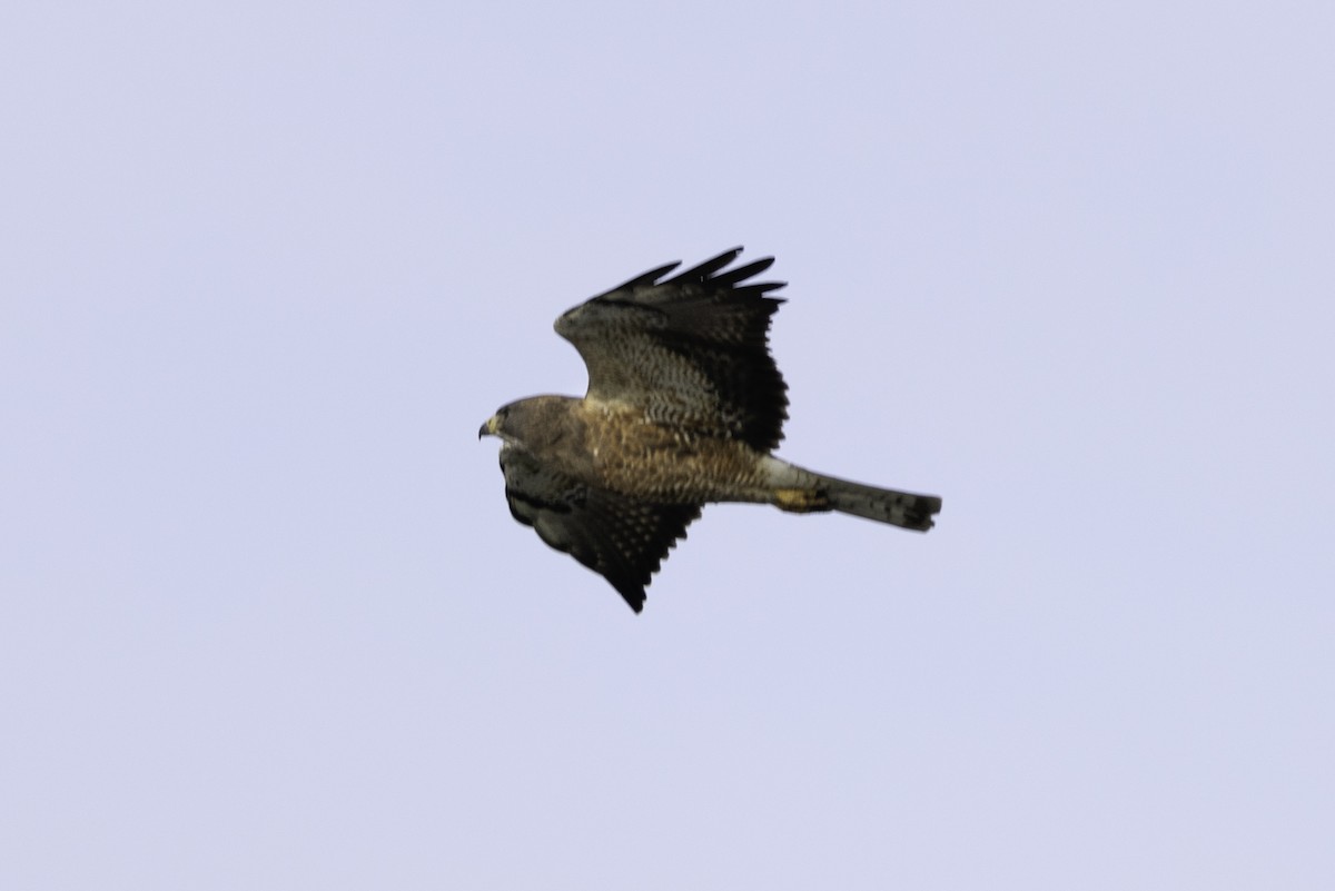 Swainson's Hawk - ML612232254