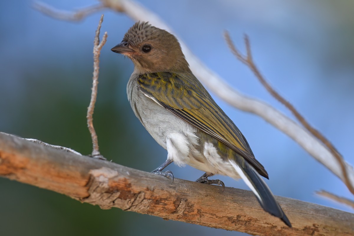 Lesser Honeyguide (Lesser) - ML612232256