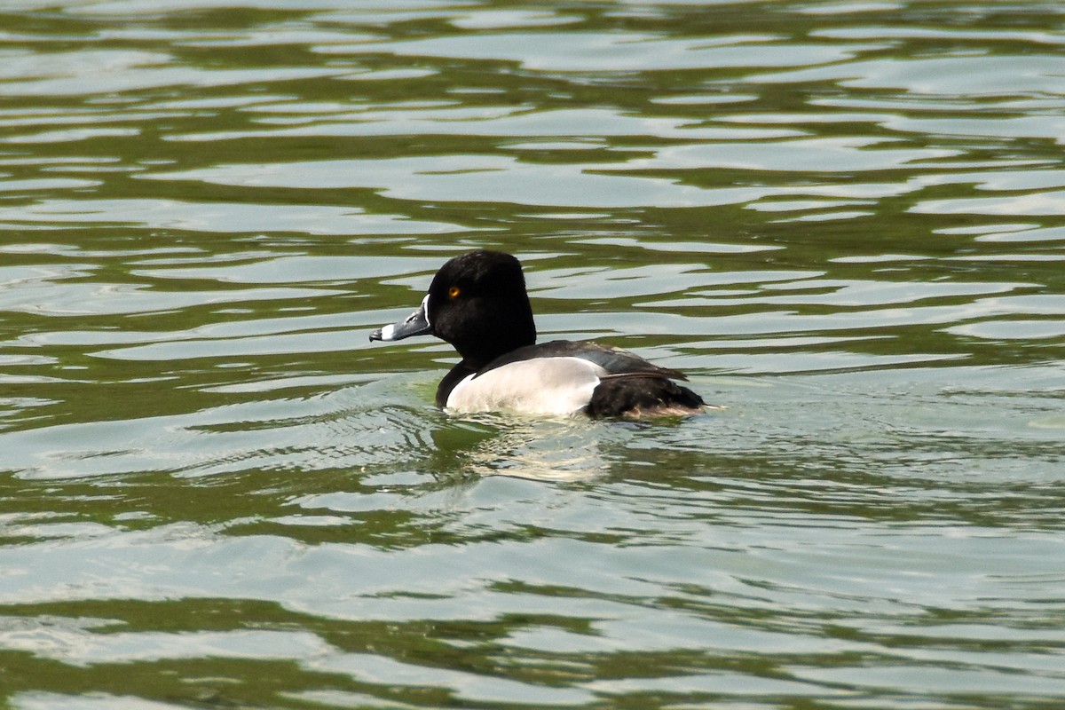 Ring-necked Duck - Dawn S