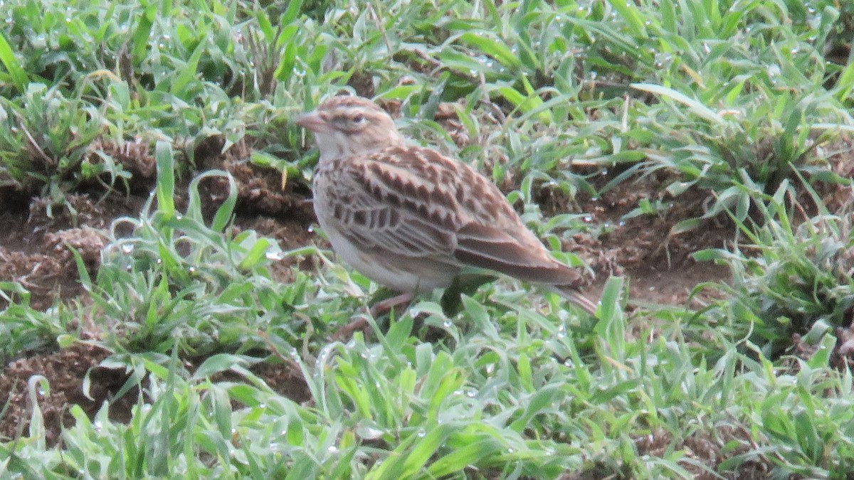 Somali Short-toed Lark (Athi) - Felipe Rosado Romero