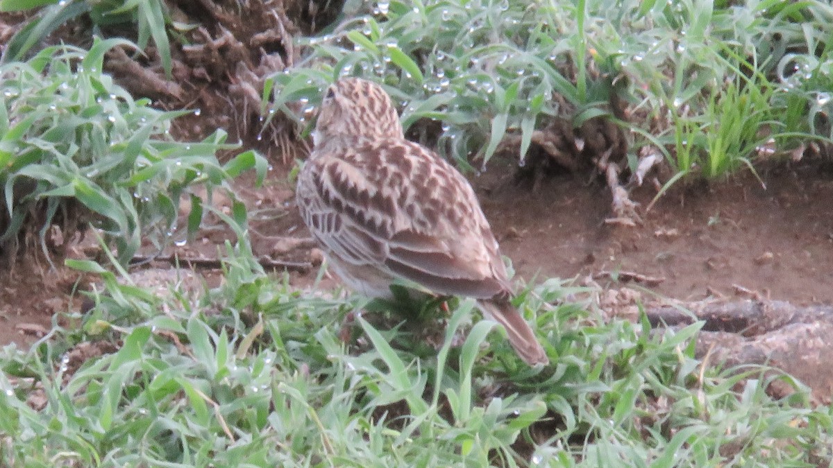 Somali Short-toed Lark (Athi) - ML612232330