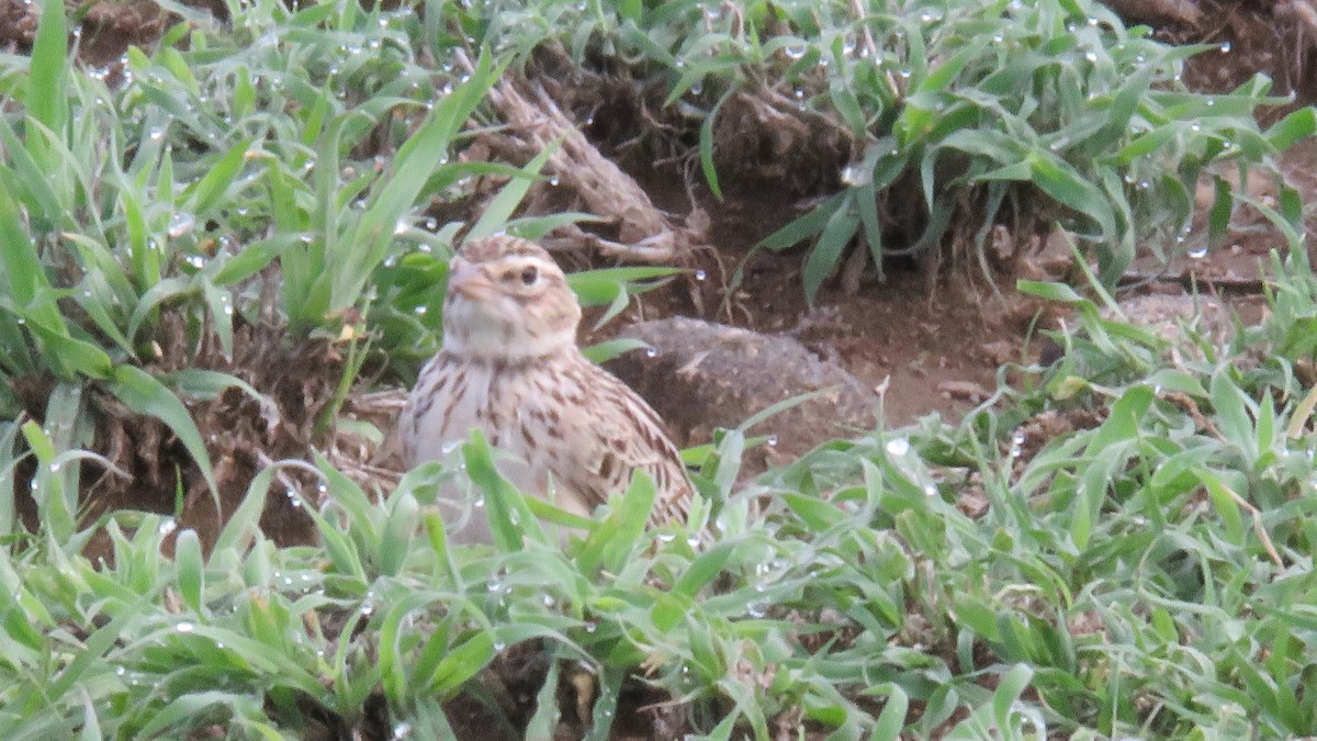 Somali Short-toed Lark (Athi) - ML612232333