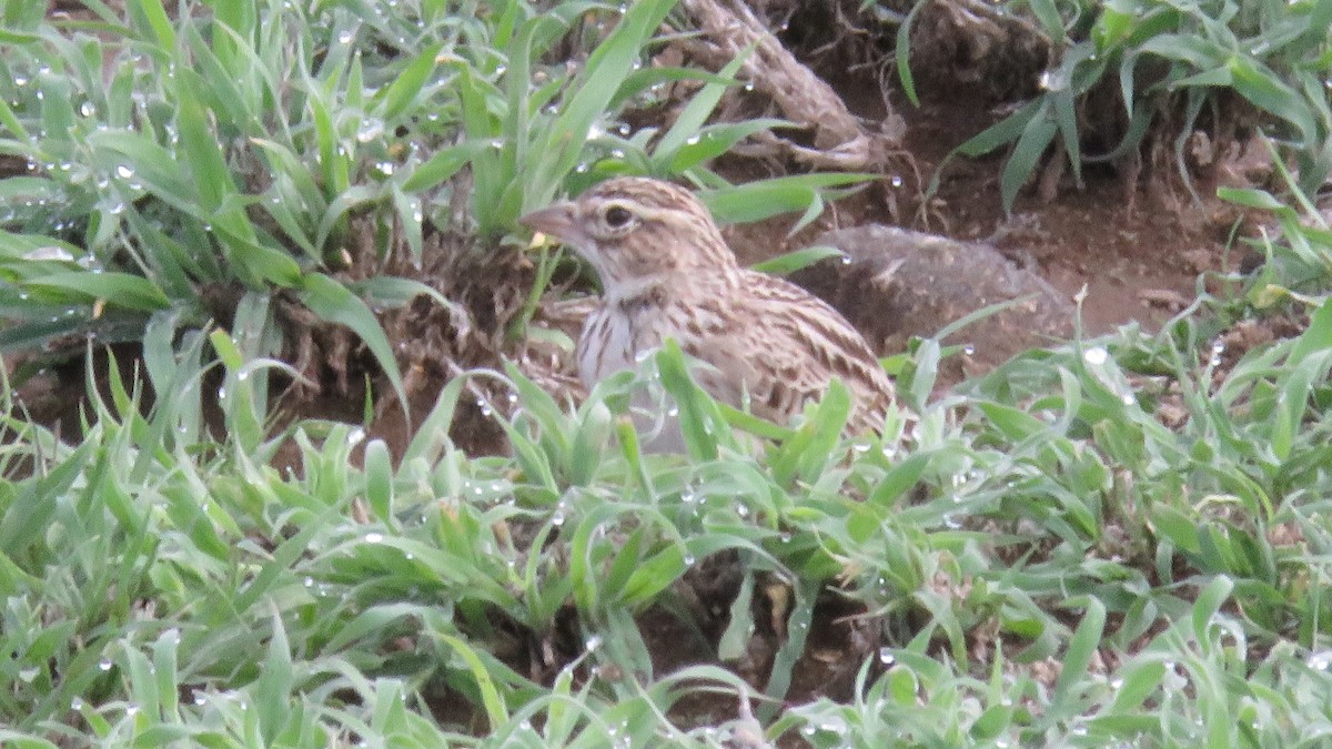 Somali Short-toed Lark (Athi) - ML612232334