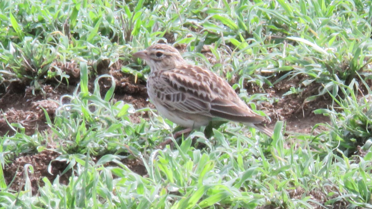 Somali Short-toed Lark (Athi) - Felipe Rosado Romero