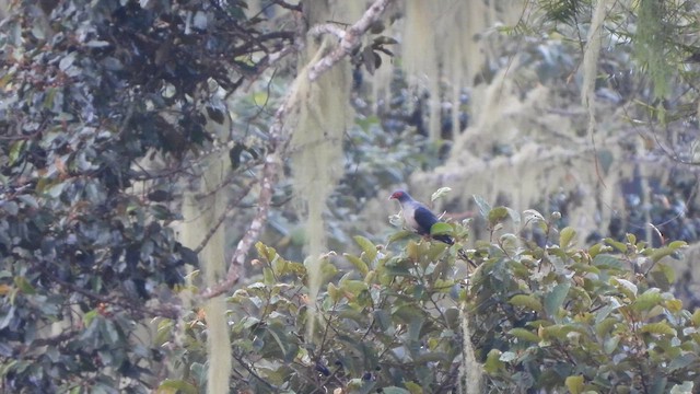 Papuan Mountain-Pigeon - ML612232356