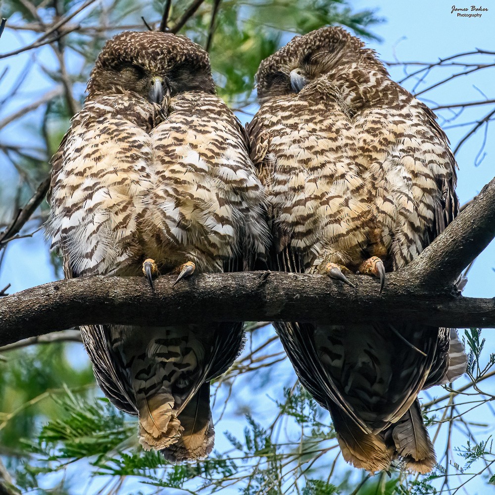 Powerful Owl - James Baker