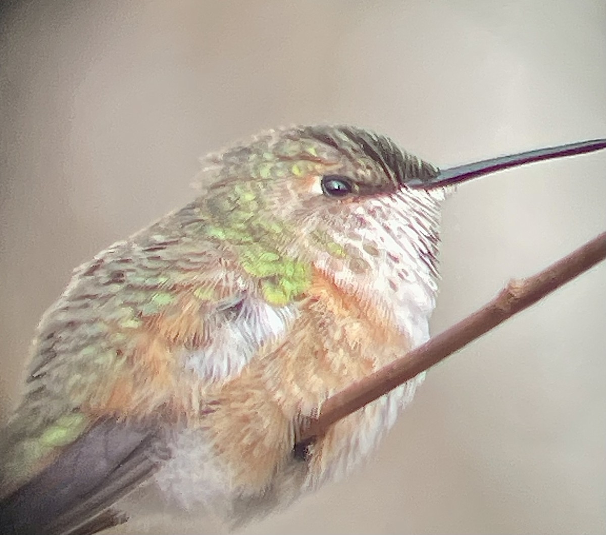 Rufous Hummingbird - ML612232432