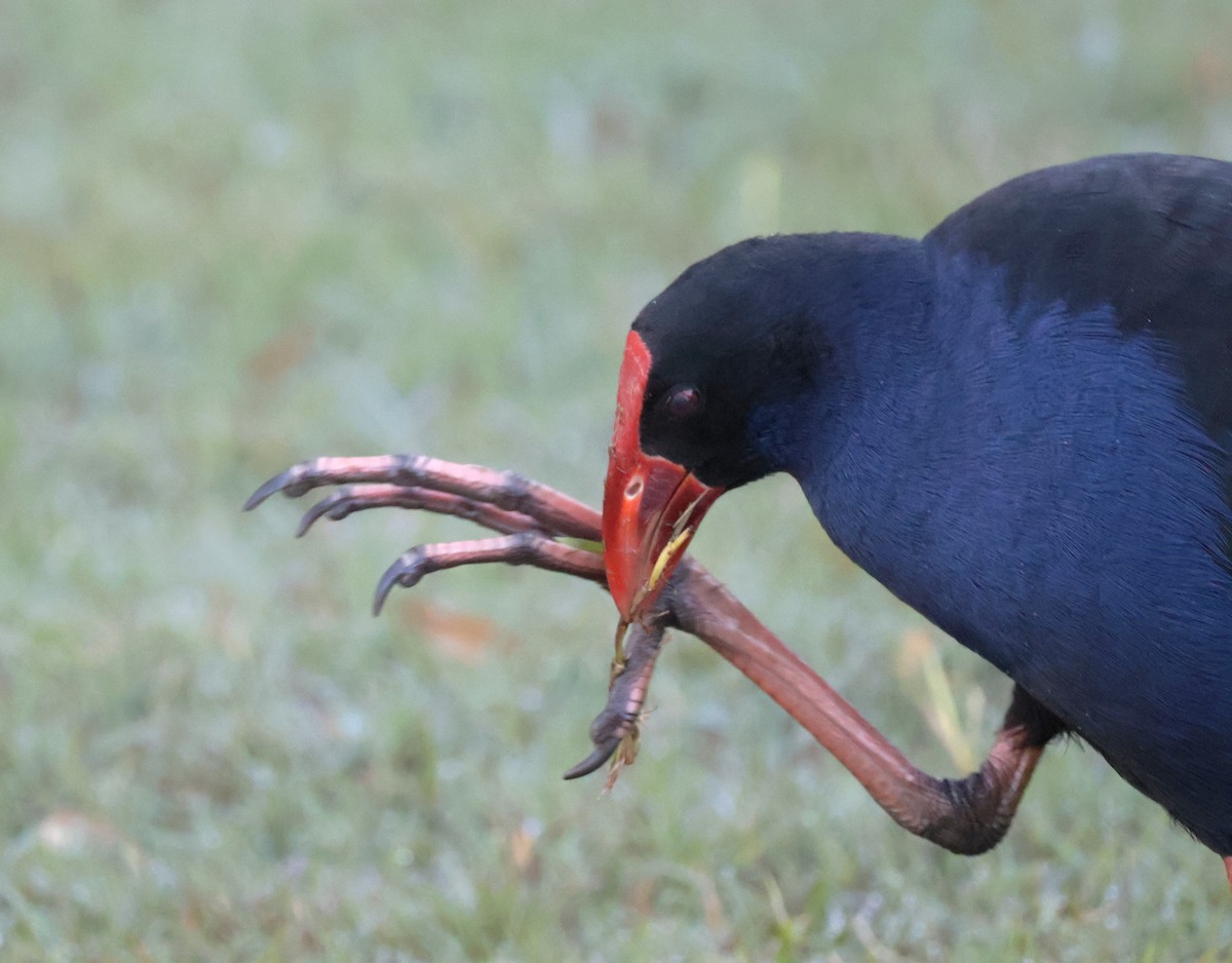 Australasian Swamphen - ML612232462