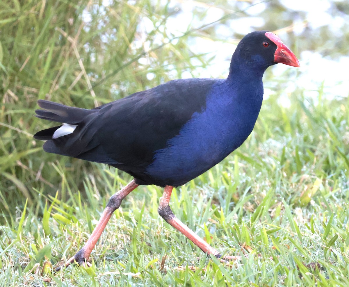 Australasian Swamphen - ML612232463