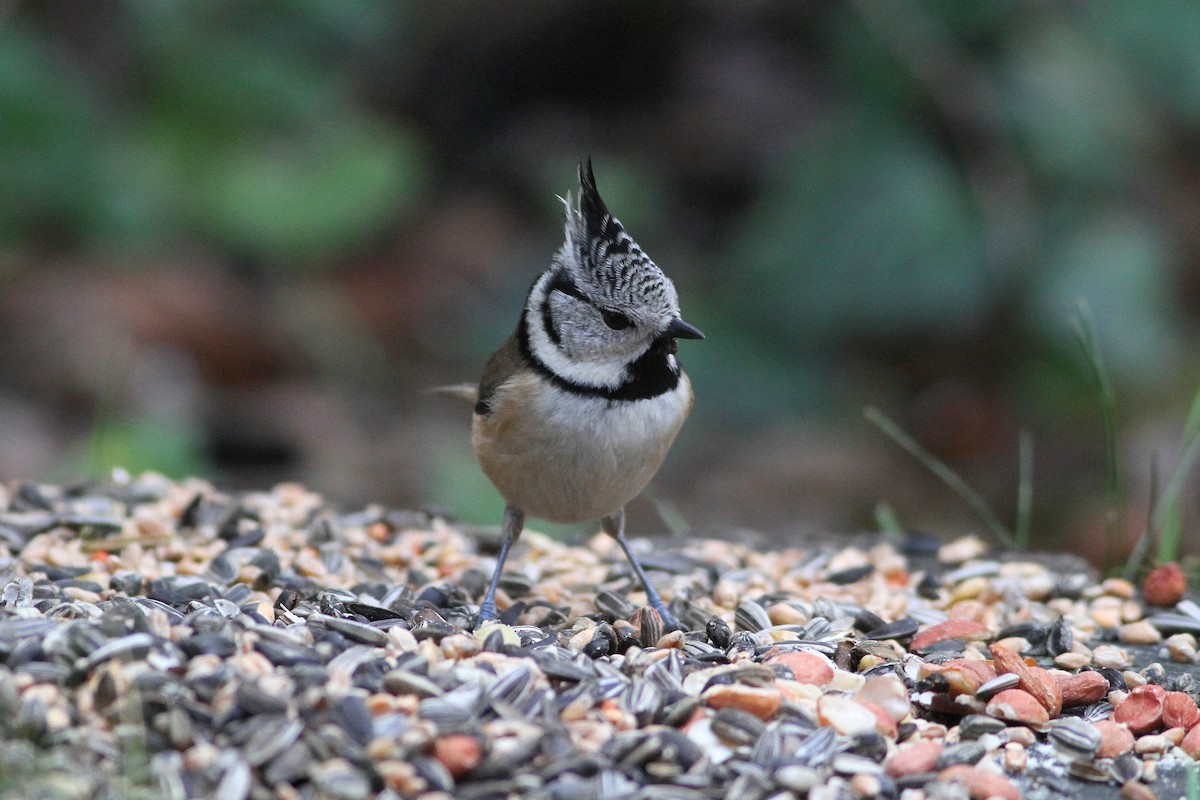 Crested Tit - ML612232506