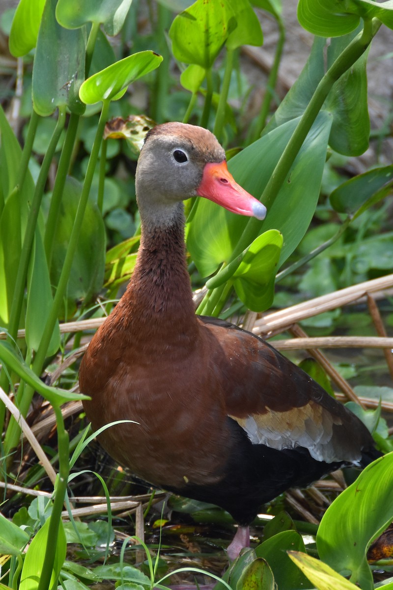 Black-bellied Whistling-Duck - Dawn S