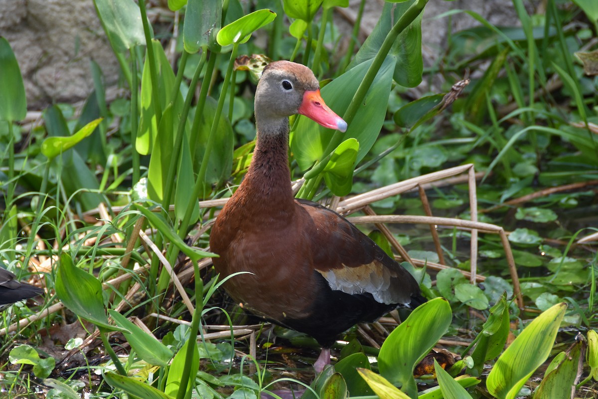 Black-bellied Whistling-Duck - ML612232596