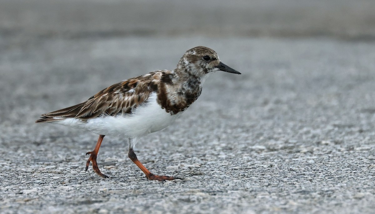 Ruddy Turnstone - Pavel Parkhaev