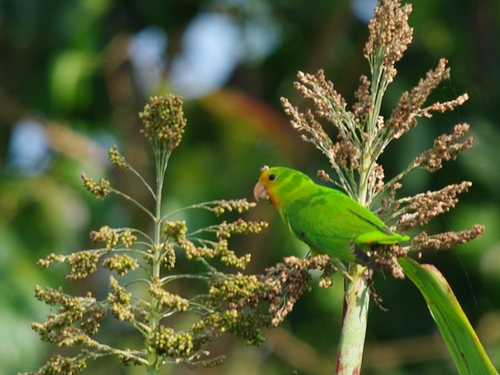 Red-headed Lovebird - ML612232871