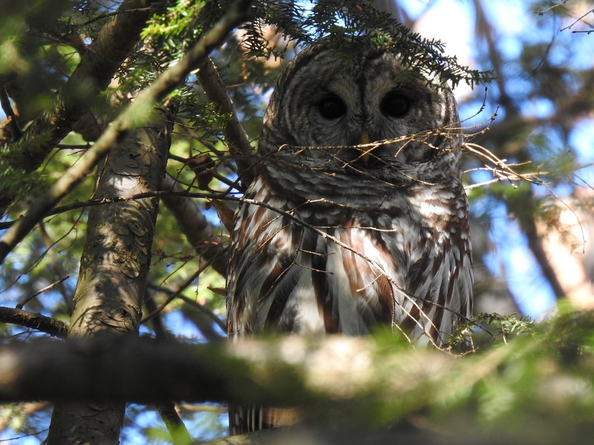 Barred Owl - ML612232910