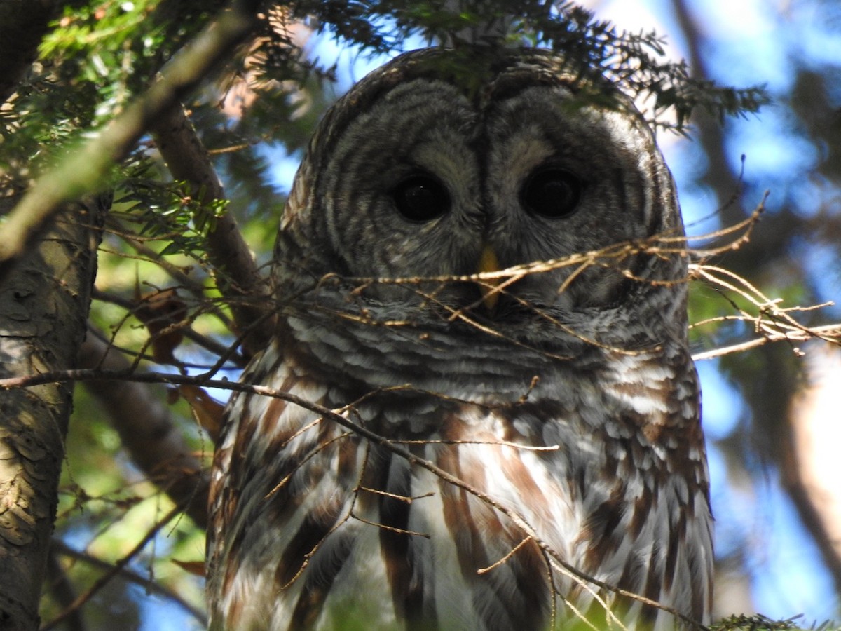 Barred Owl - ML612232911