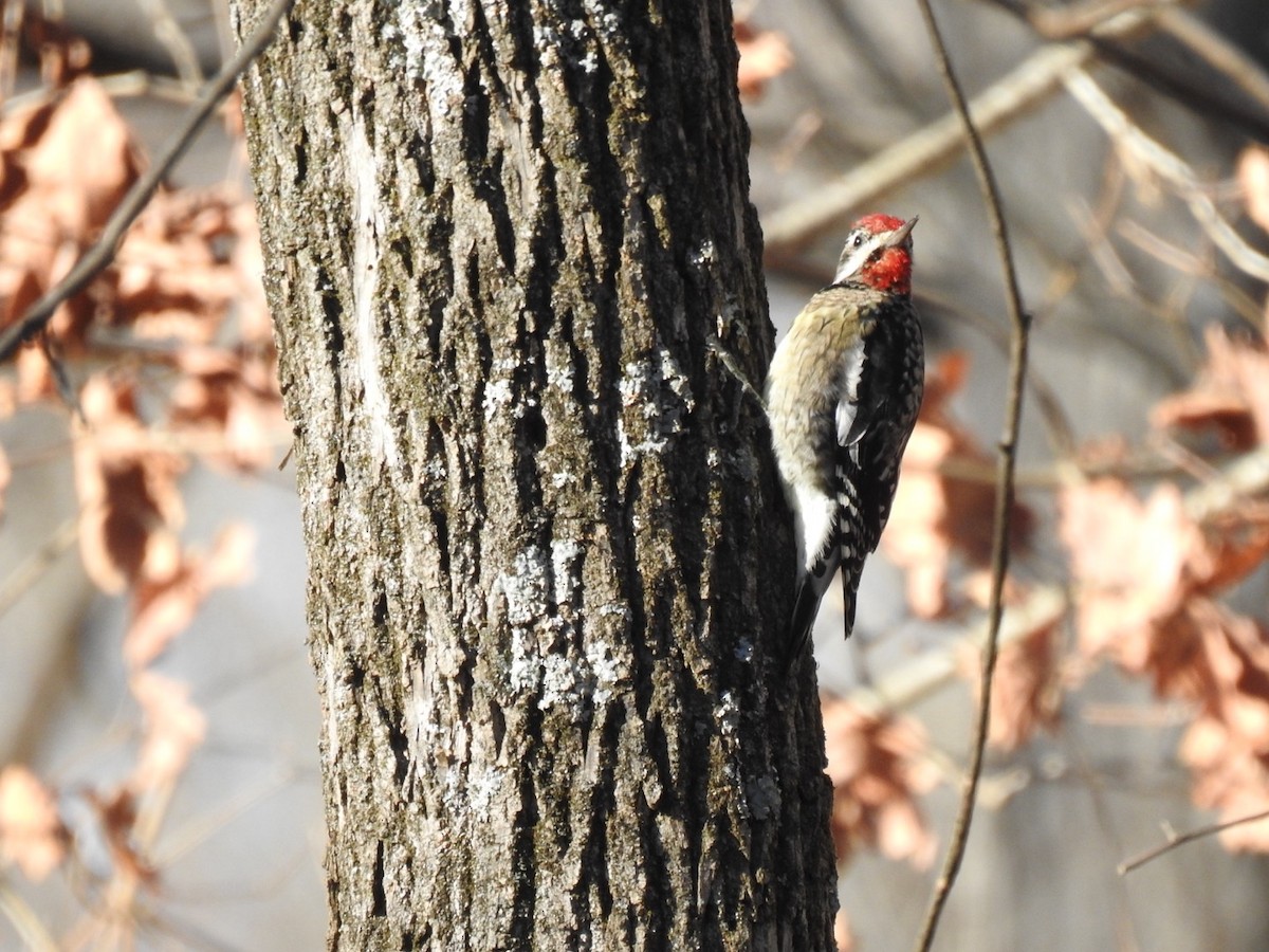 Yellow-bellied Sapsucker - ML612232934