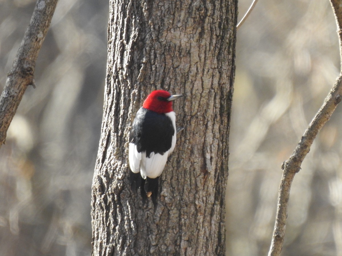 Red-headed Woodpecker - ML612232941