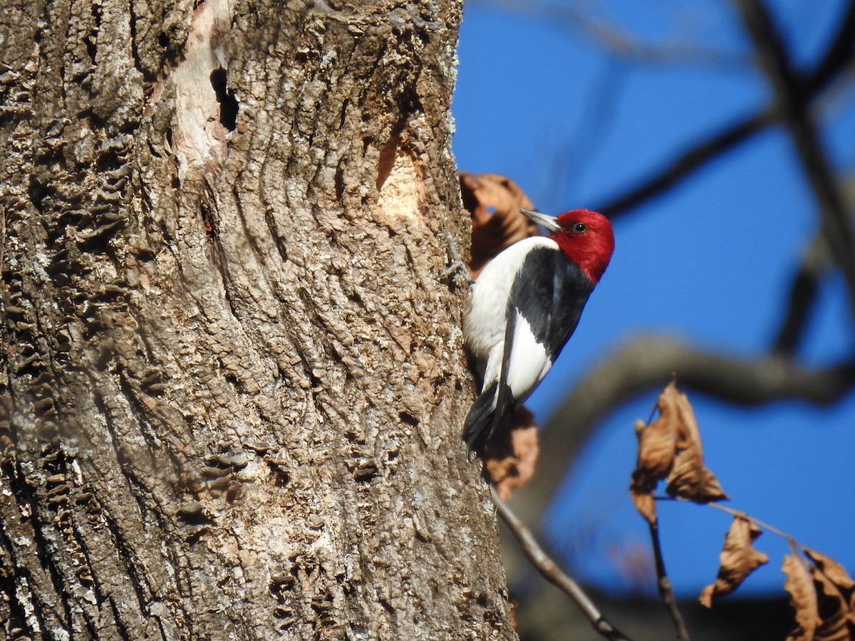 Red-headed Woodpecker - ML612232942