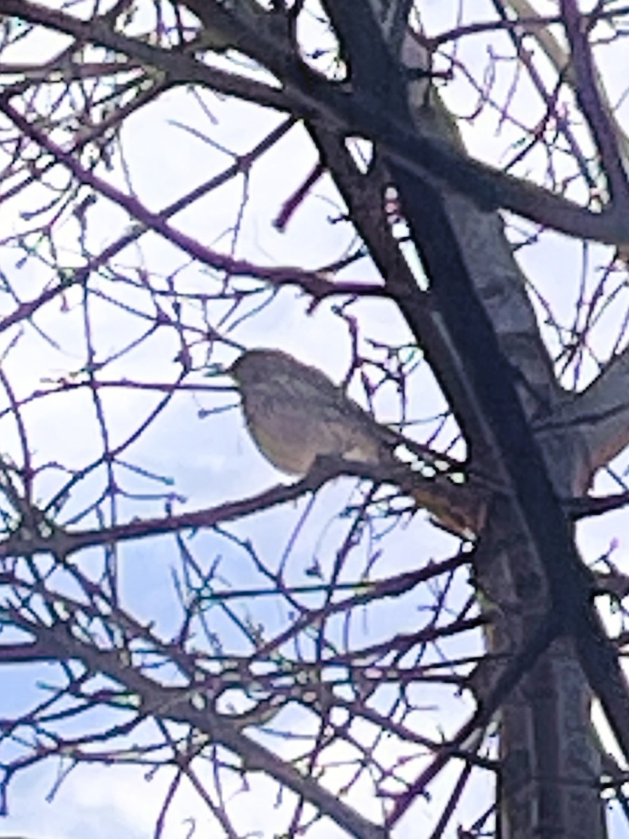 Brown Thrasher - ML612232991