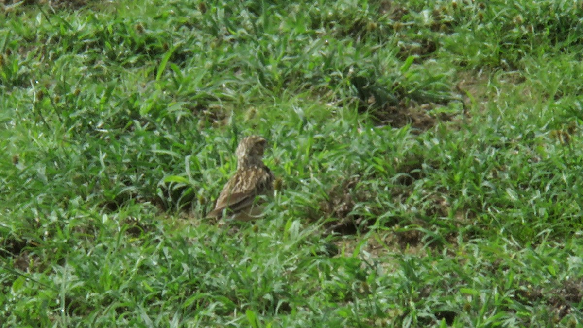 Short-tailed Lark - Felipe Rosado Romero