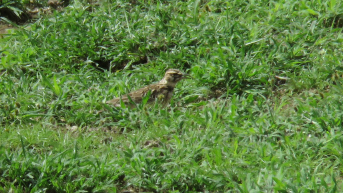 Short-tailed Lark - Felipe Rosado Romero