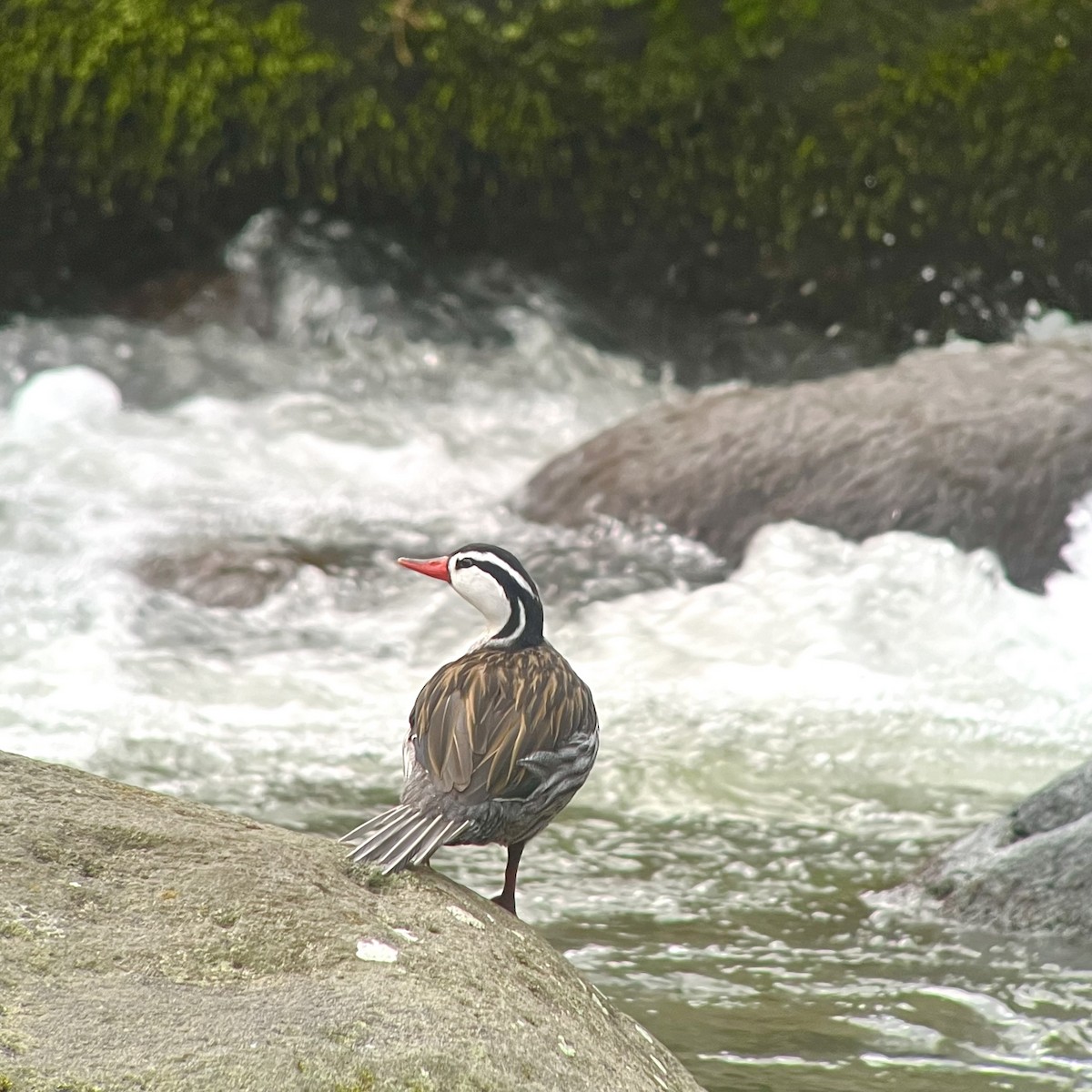 Torrent Duck - ML612233092