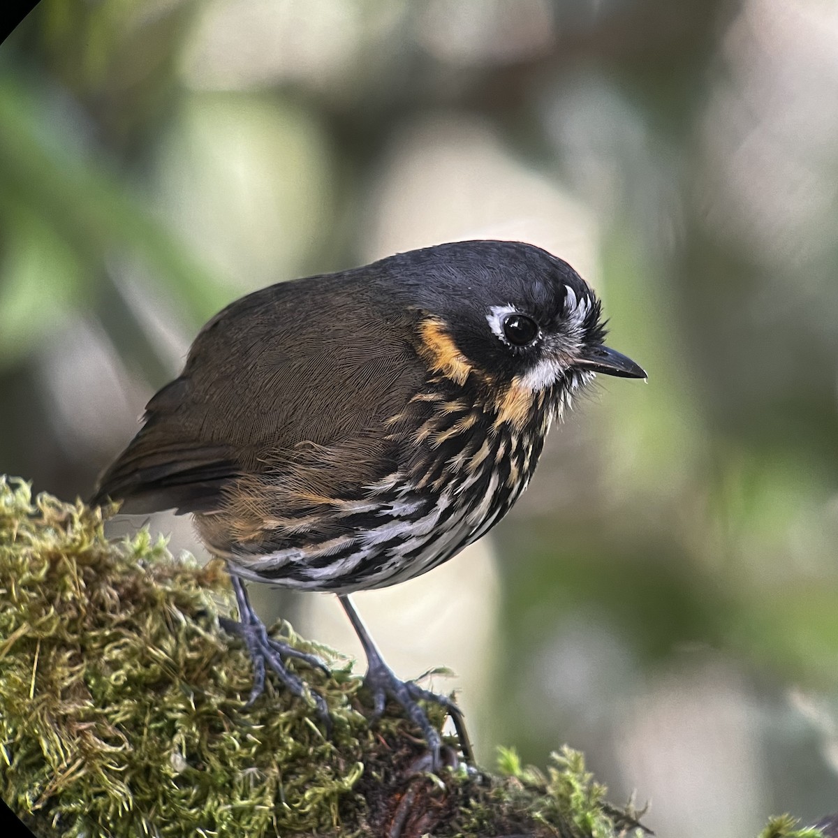 Crescent-faced Antpitta - ML612233123