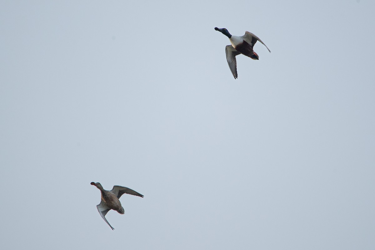 Northern Shoveler - ML612233143