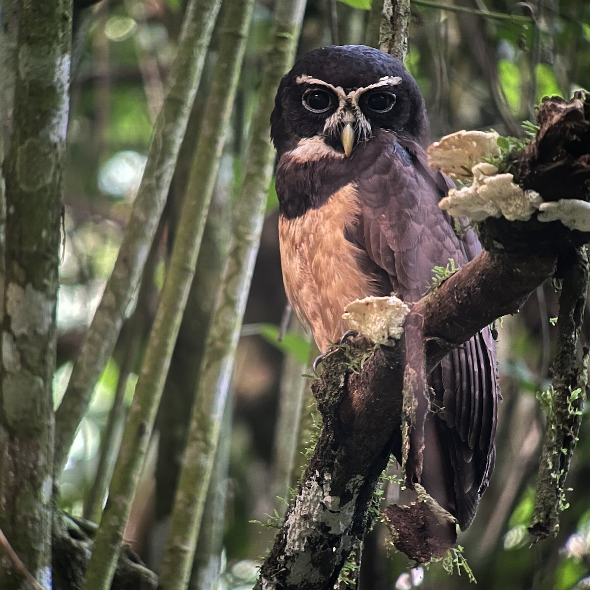 Spectacled Owl - ML612233144