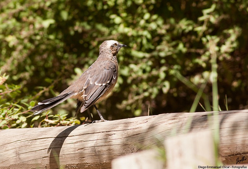 Chilean Mockingbird - Diego Oscar / Sandpiper Birding & Tours