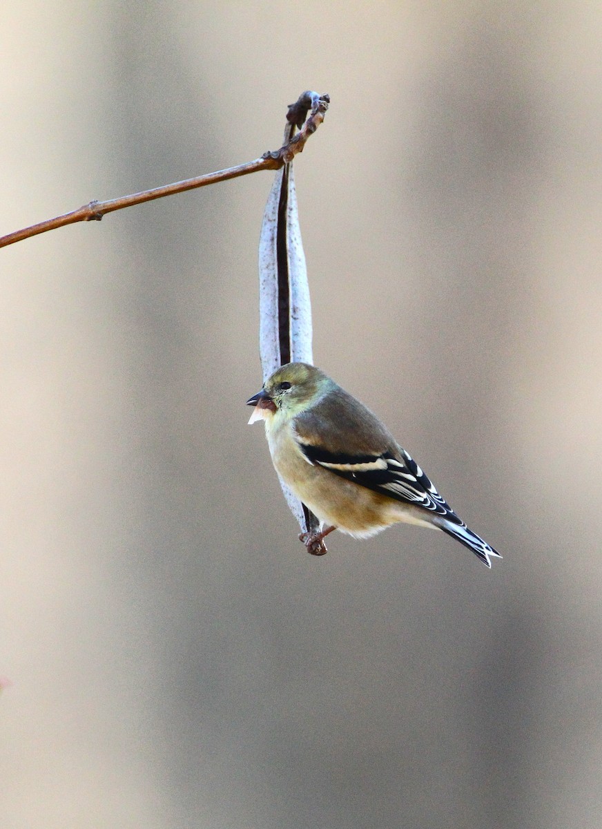 American Goldfinch - ML612233158