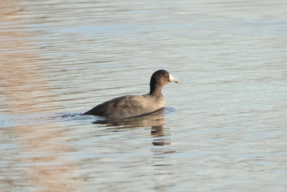 American Coot - ML612233181