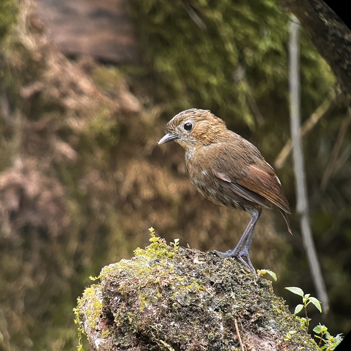 Brown-banded Antpitta - ML612233193