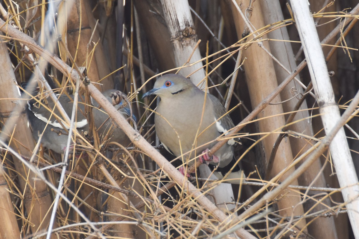 White-winged Dove - ML612233227