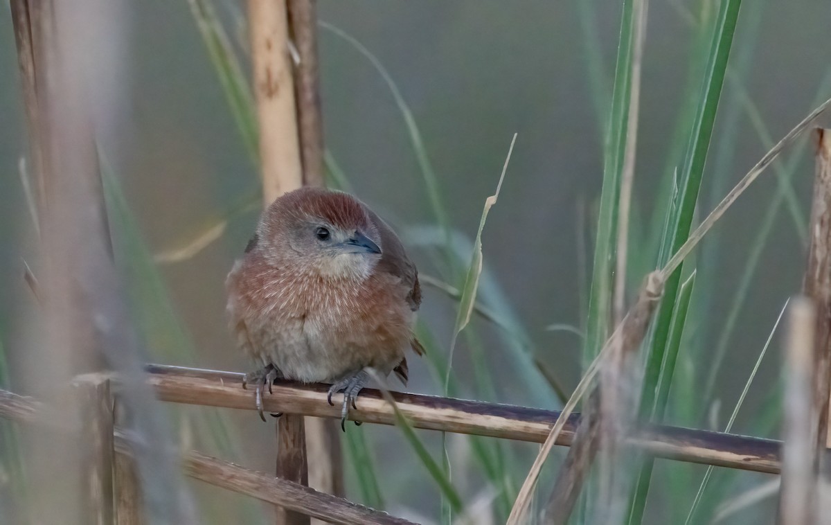 Freckle-breasted Thornbird - ML612233255