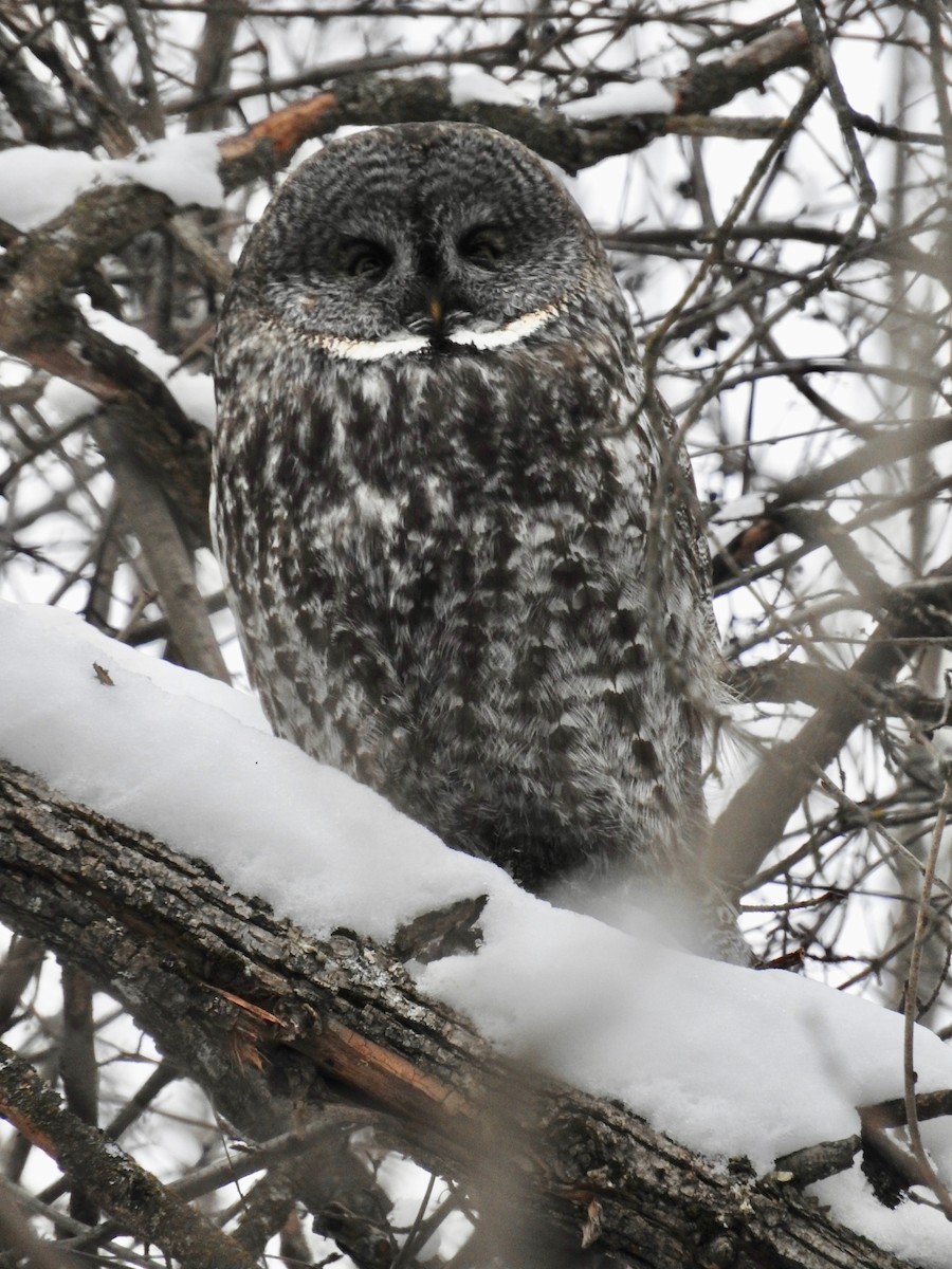 Great Gray Owl - ML612233305