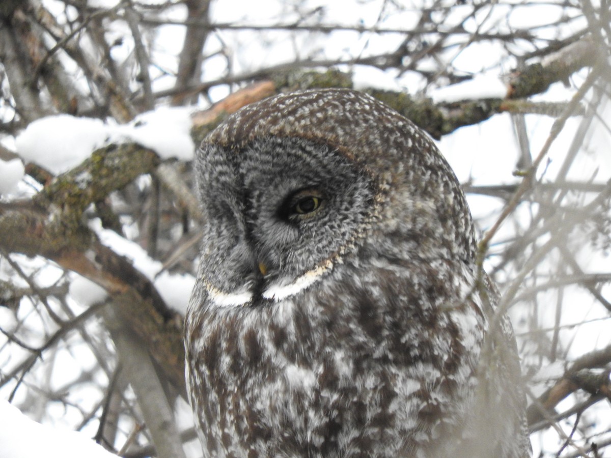 Great Gray Owl - ML612233317
