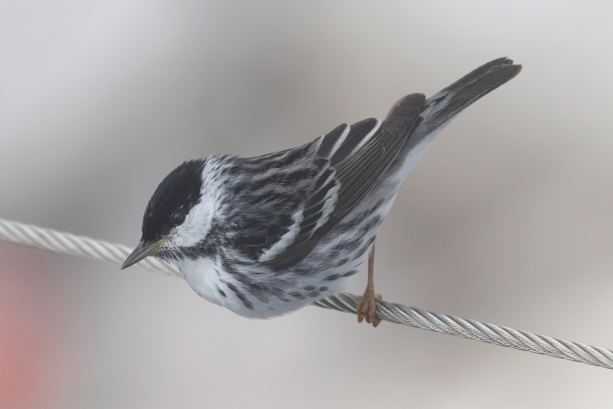 Paruline rayée - ML612233342