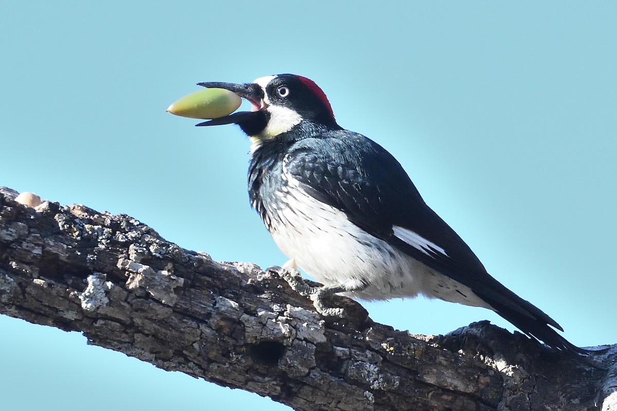 Acorn Woodpecker - ML612233363