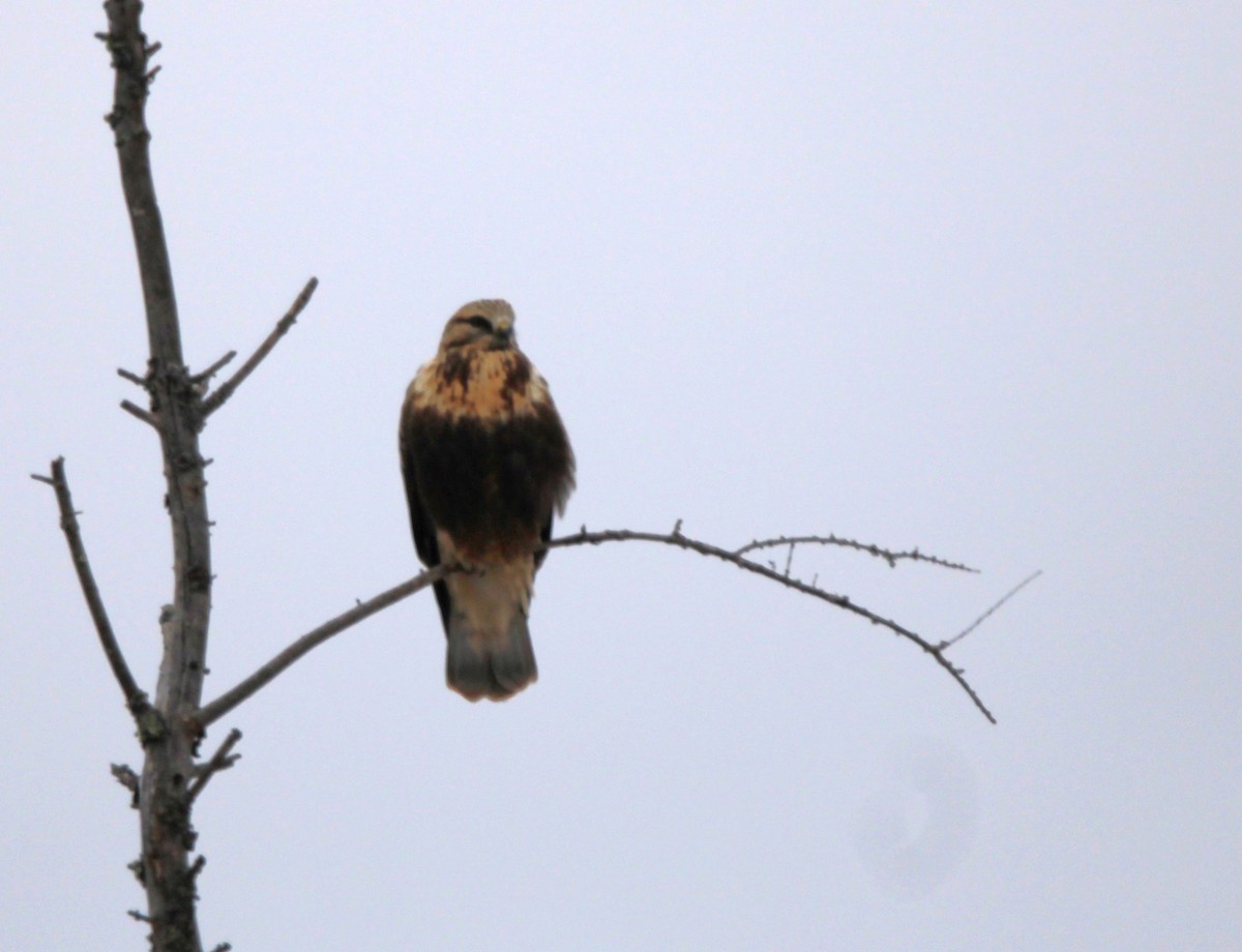 Rough-legged Hawk - ML612233411