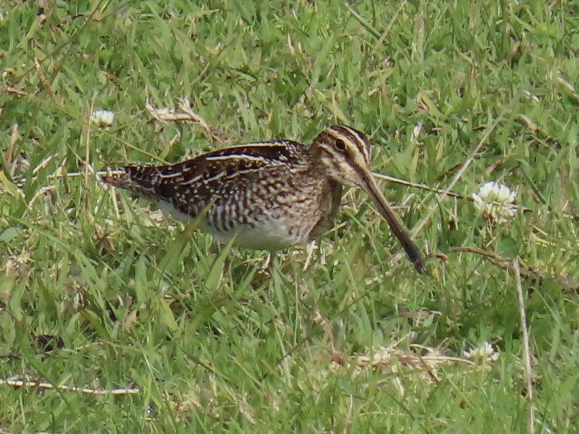 Wilson's Snipe - ML612233426