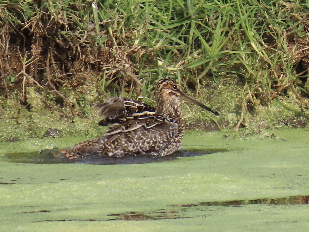 Wilson's Snipe - ML612233429