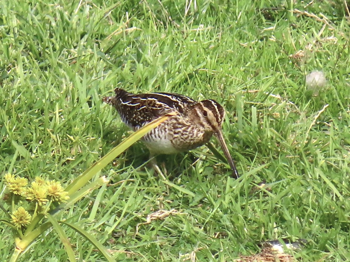 Wilson's Snipe - ML612233430